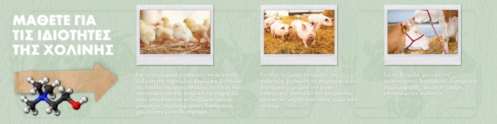 Ιδιότητες Της Χολίνης