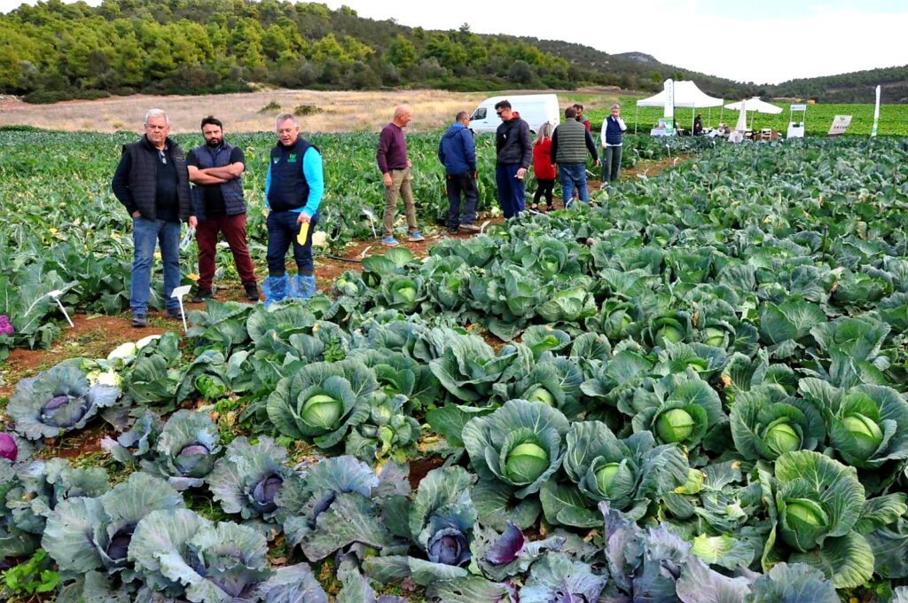 Πάθος για τον σπόρο στον επιδεικτικό αγρό ΚΑΡΒΕΛΑΣ-SAKATA στην Εύβοια
